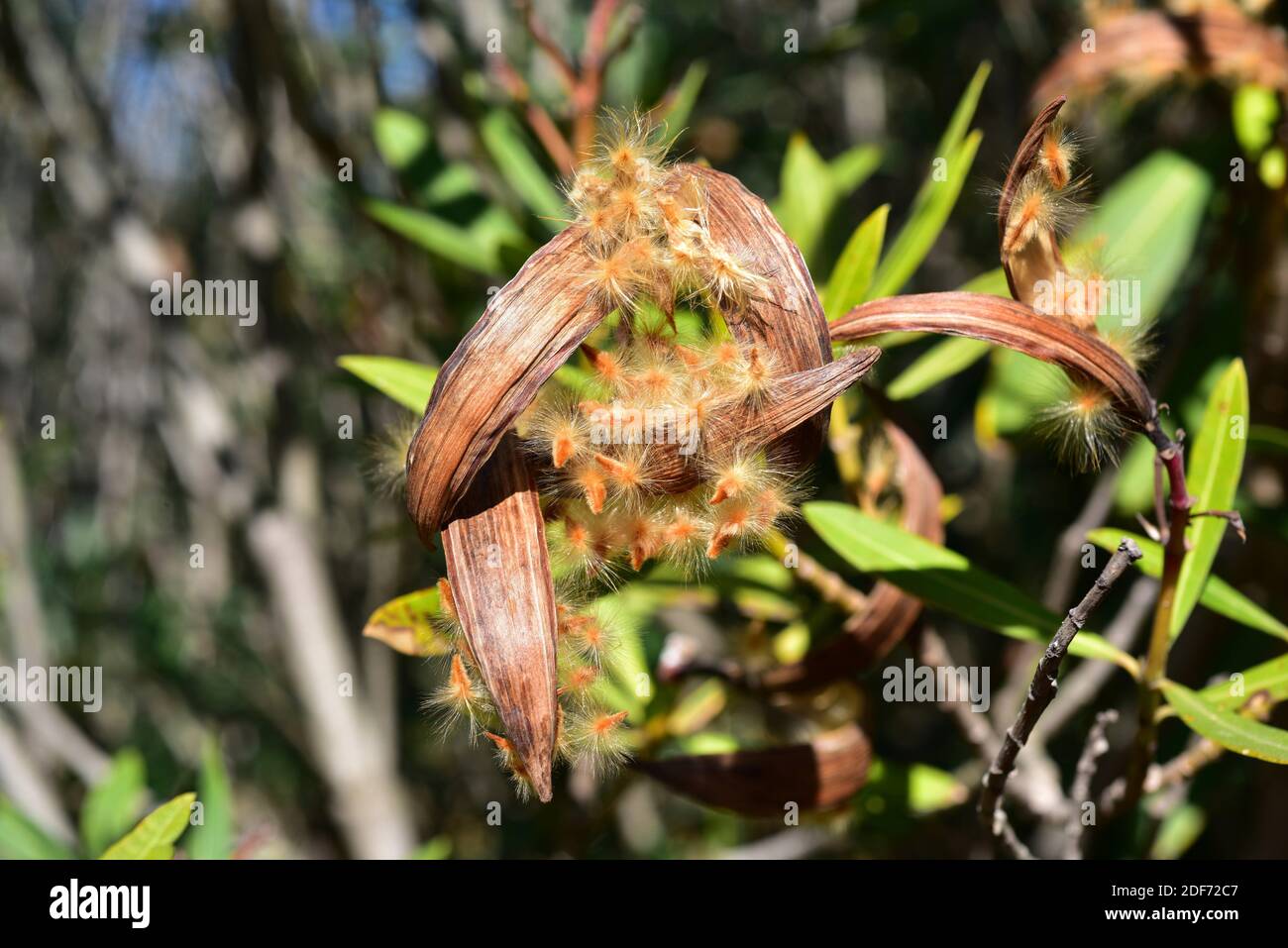 Nerium oleander fruits hires stock photography and images Alamy