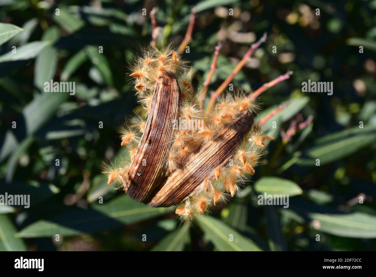 Nerium oleander fruits hires stock photography and images Alamy