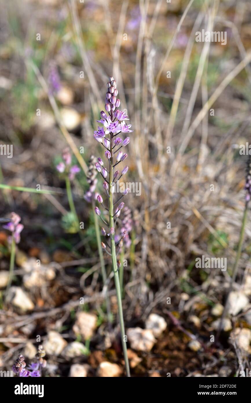 Prospero obtusifolium intermedium is a perennial herb endemic to western Mediterranean Basin. Is included in the Red List of threatened species. This Stock Photo