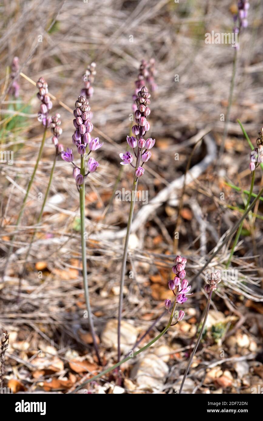 Prospero obtusifolium intermedium is a perennial herb endemic to western Mediterranean Basin. Is included in the Red List of threatened species. This Stock Photo