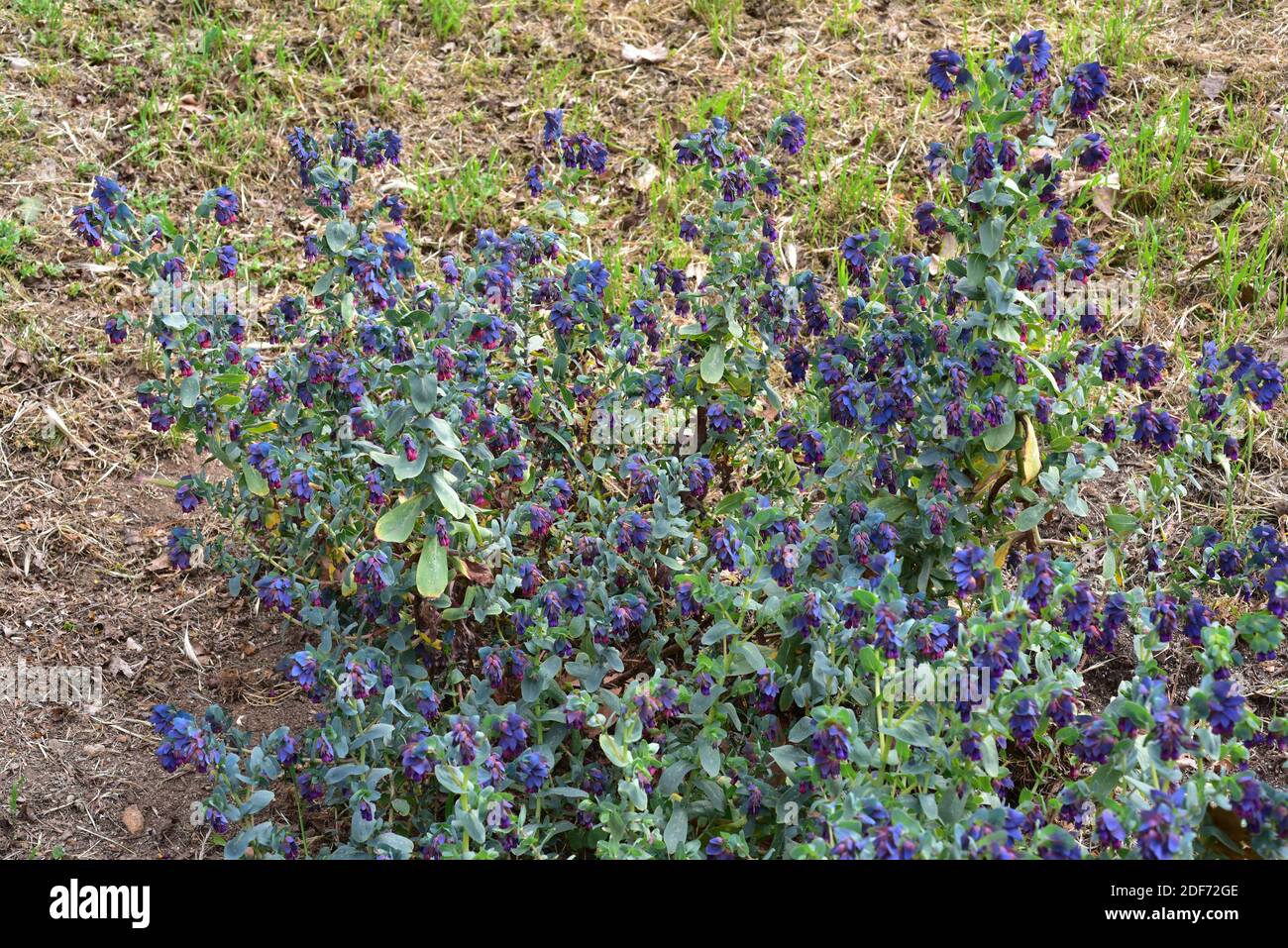 Honeywort (Cerinthe major) is an annual plant native to Mediterranean Basin. Stock Photo
