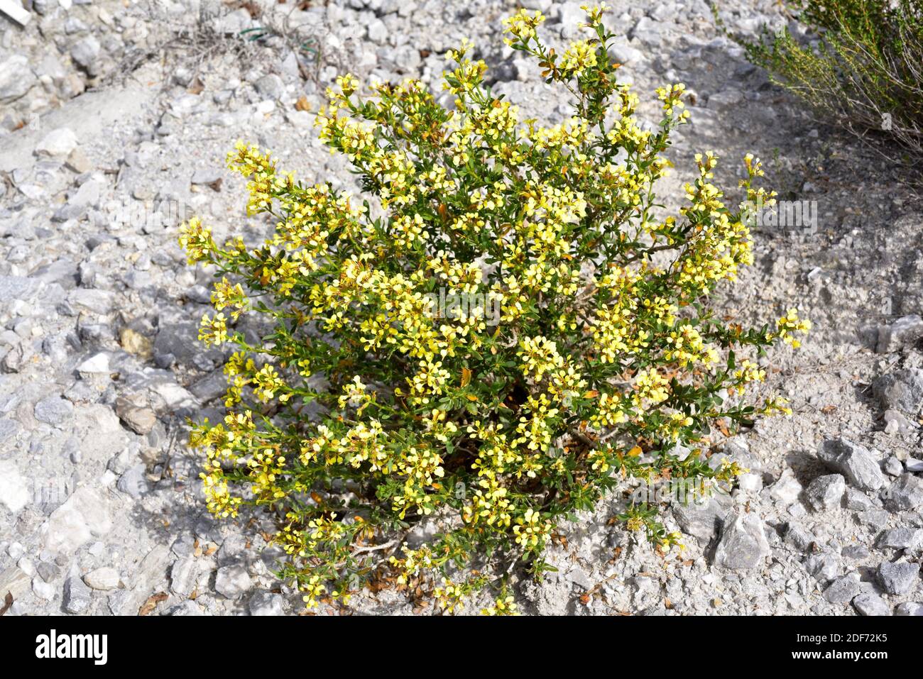 Pitano (Vella pseudocytisus) is a shrub endemic to gypsum or saline soil to Spain (center and southeastern). Stock Photo