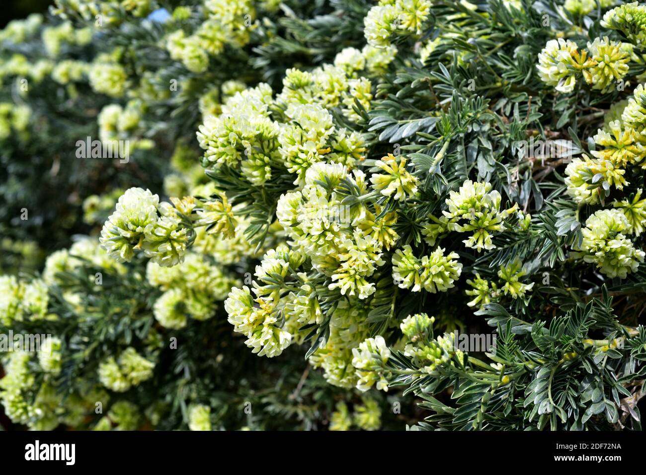 Barba de Jupiter (Anthyllis barba-jovis) is a shrub native to cetral  Mediterranean region. Inflorescences detail Stock Photo - Alamy