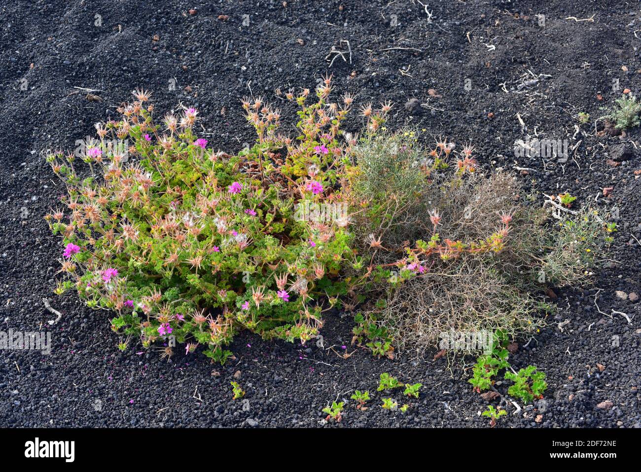 Rose geranium or rose-scented pelargonium (Pelargonium capitatum) is a shrub native to South Africa and naturalized in Canary Islands. This photo was Stock Photo