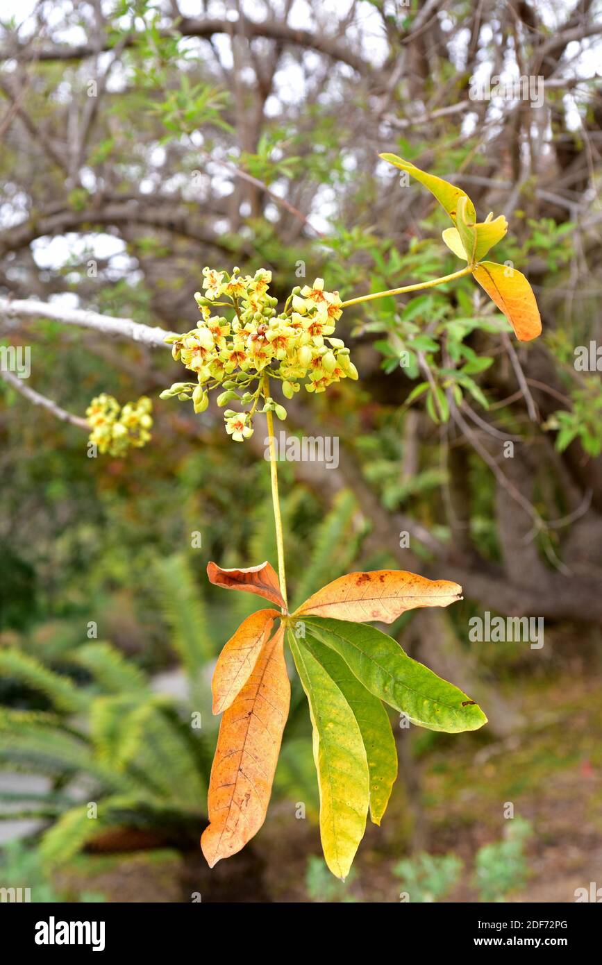 Lowveld chestnut (Sterculia murex) is a deciduous tree native to southern Africa. Flowers and leave detail. Stock Photo