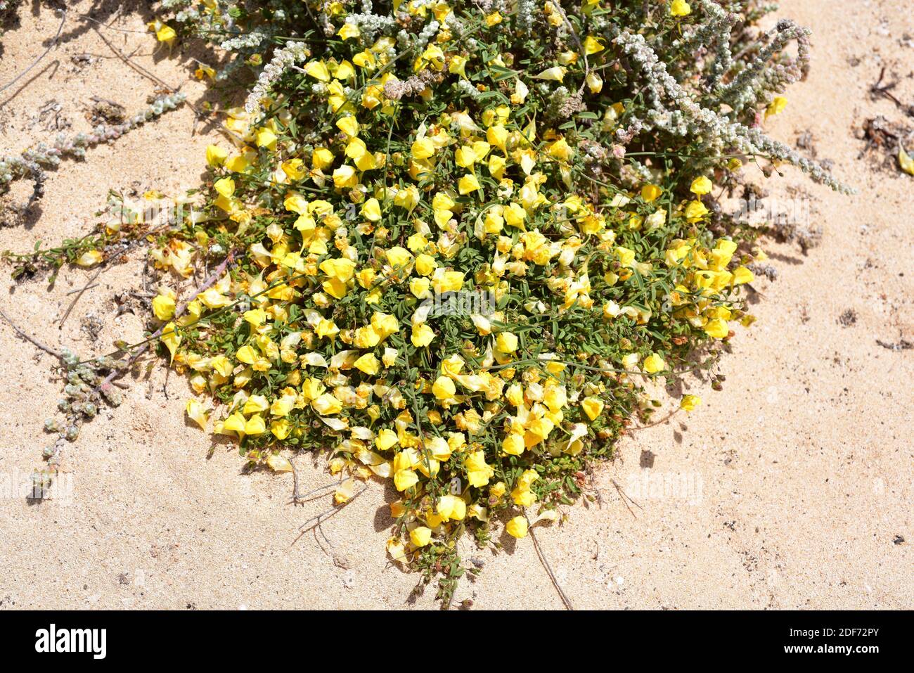 Picopajarito costero (Kickxia sagittata) is an annual prostrate herb native to Canary Islands and nothwestern Africa. This photo was taken in Stock Photo