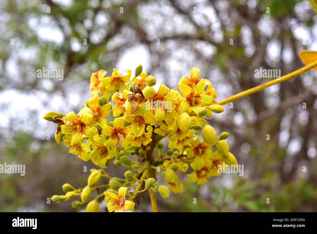 Lowveld chestnut (Sterculia murex) is a deciduous tree native to