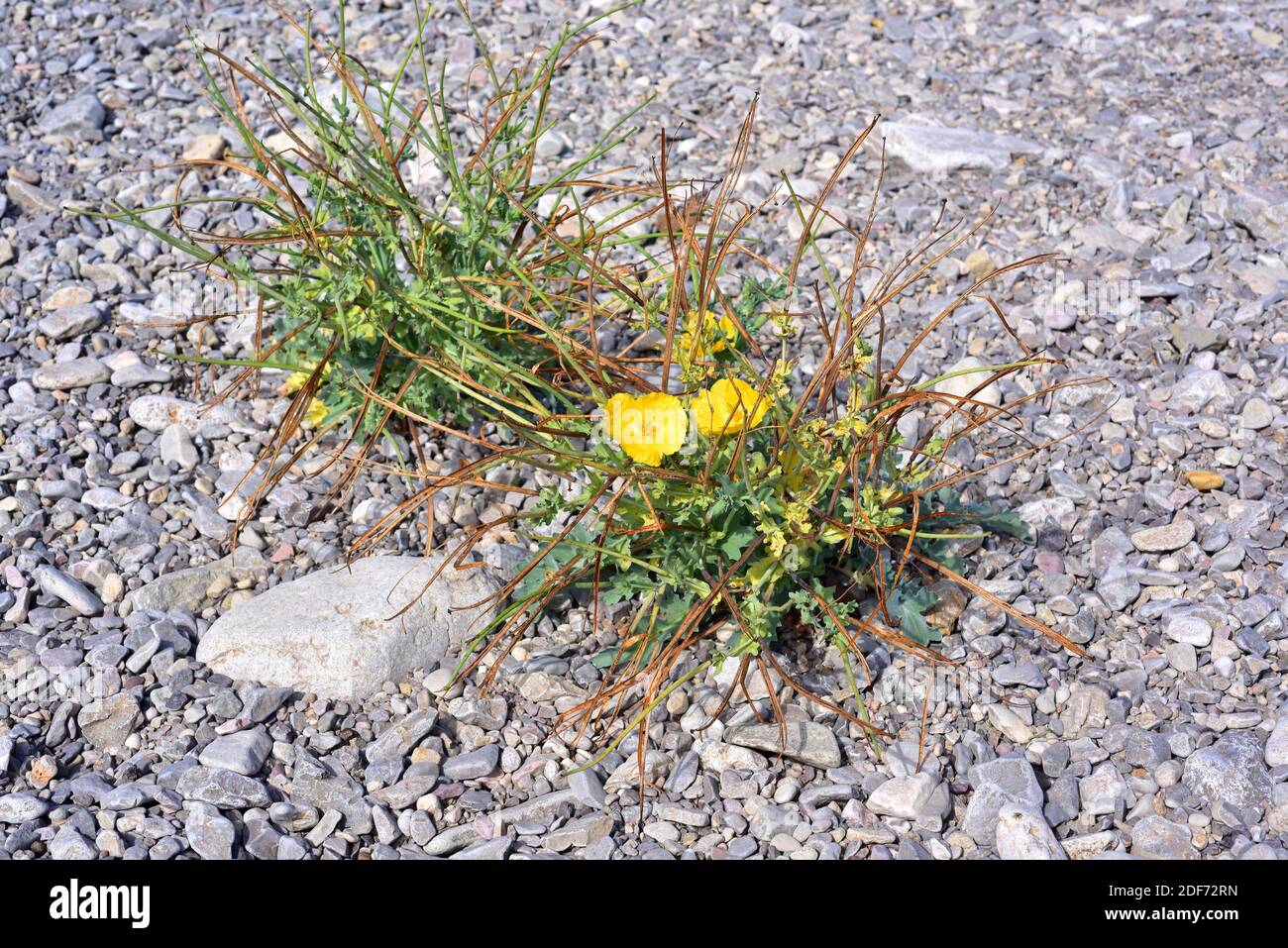 Yellow horned poppy or sea poppy (Glaucium flavum) is a biennial poisonous plant native to Europe, western Asia and North America. This photo was Stock Photo