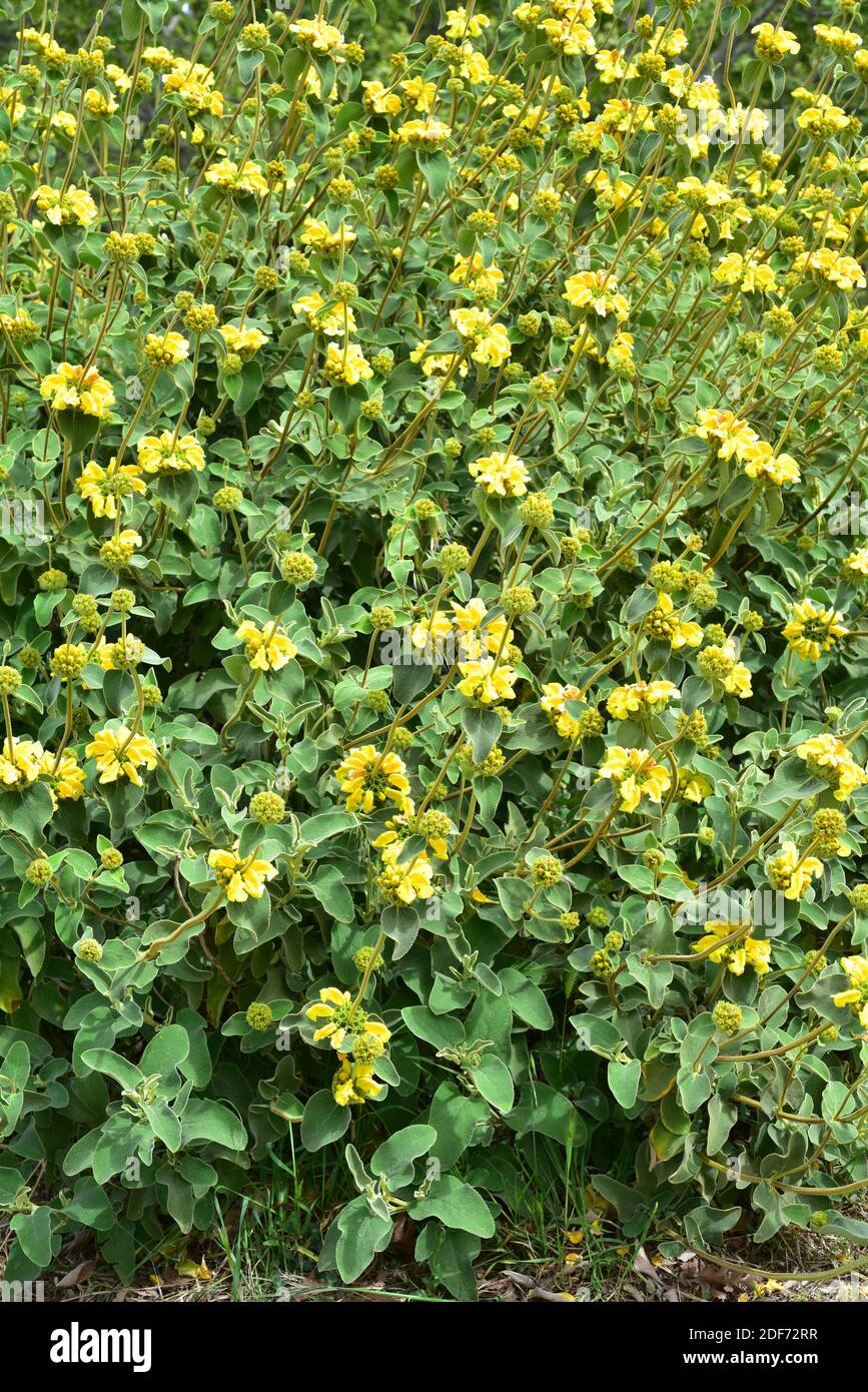 Golden-leaved Jerusalem sage (Phlomis chrysophylla) is an