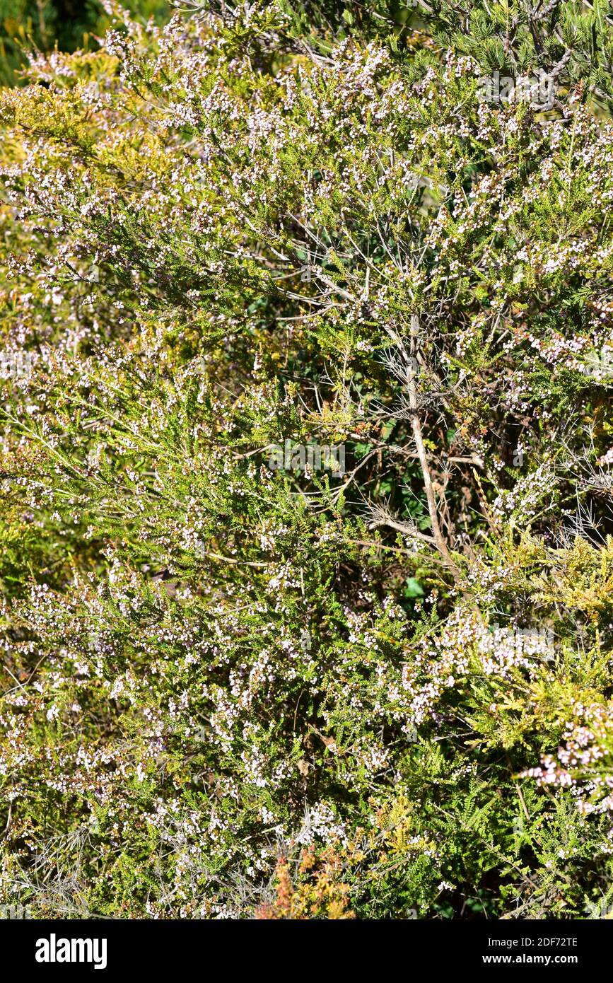 Rock thryptomene (Thryptomene saxicola) is a shrub endemic to western Australia; Flowering plant. Stock Photo