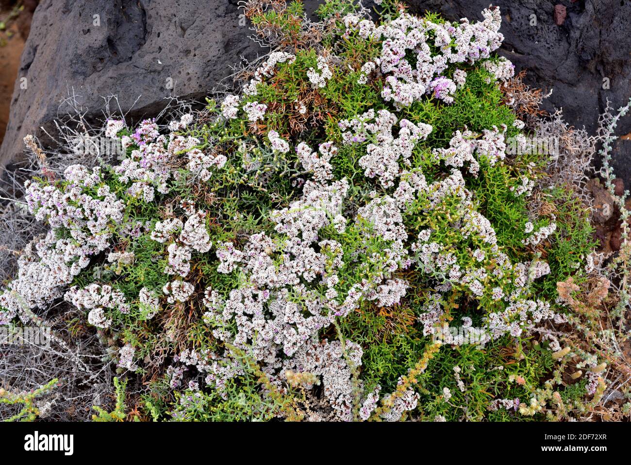 Siempreviva zigzag (Limonium papillatum) is a prostrate subshrub endemic to Macaronesia. This photo correspond to the subspecies papillatum exclusive Stock Photo