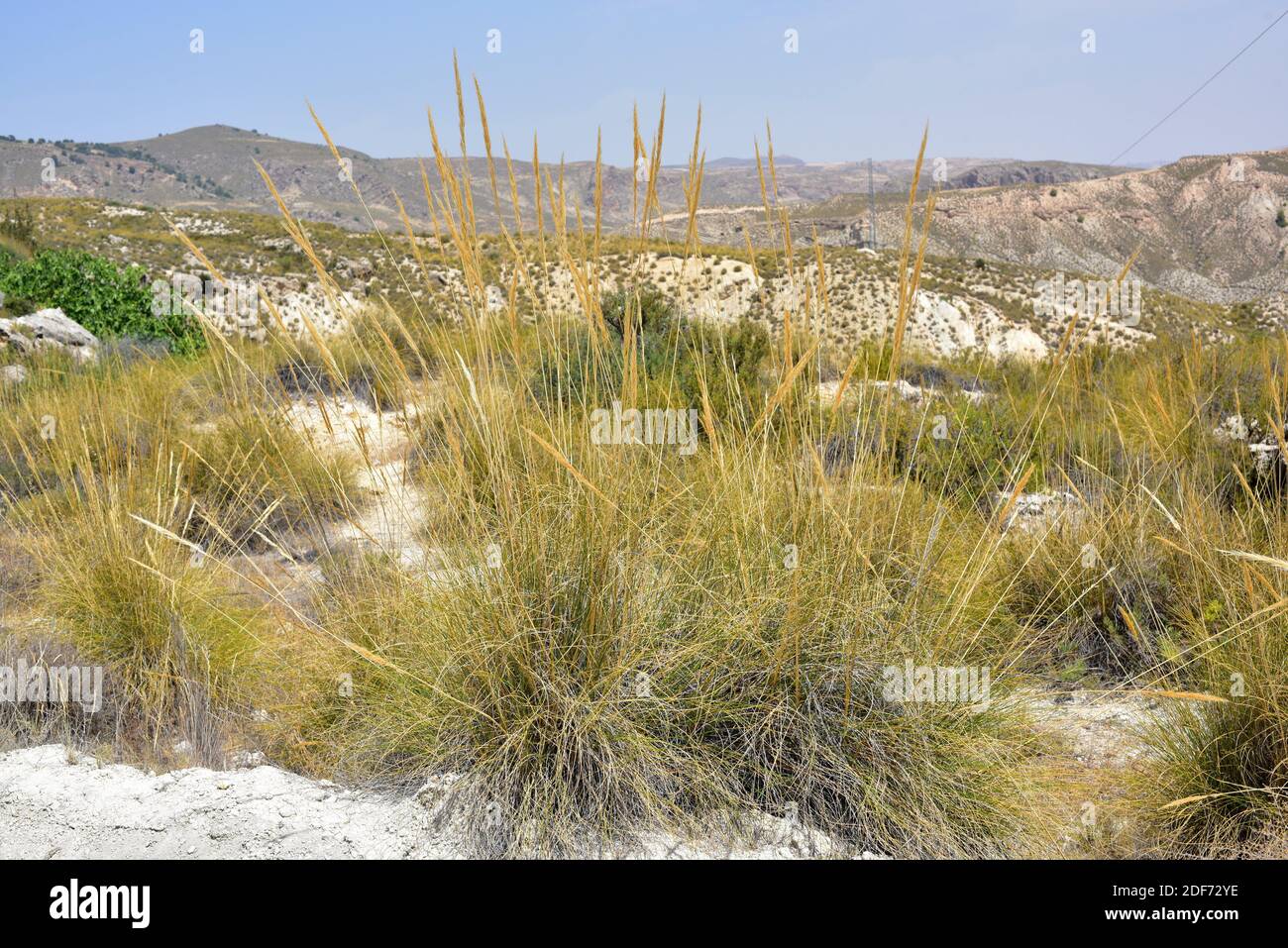 Esparto or esparto grass (Stipa tenacissima) is a perennial herb endemic to western
