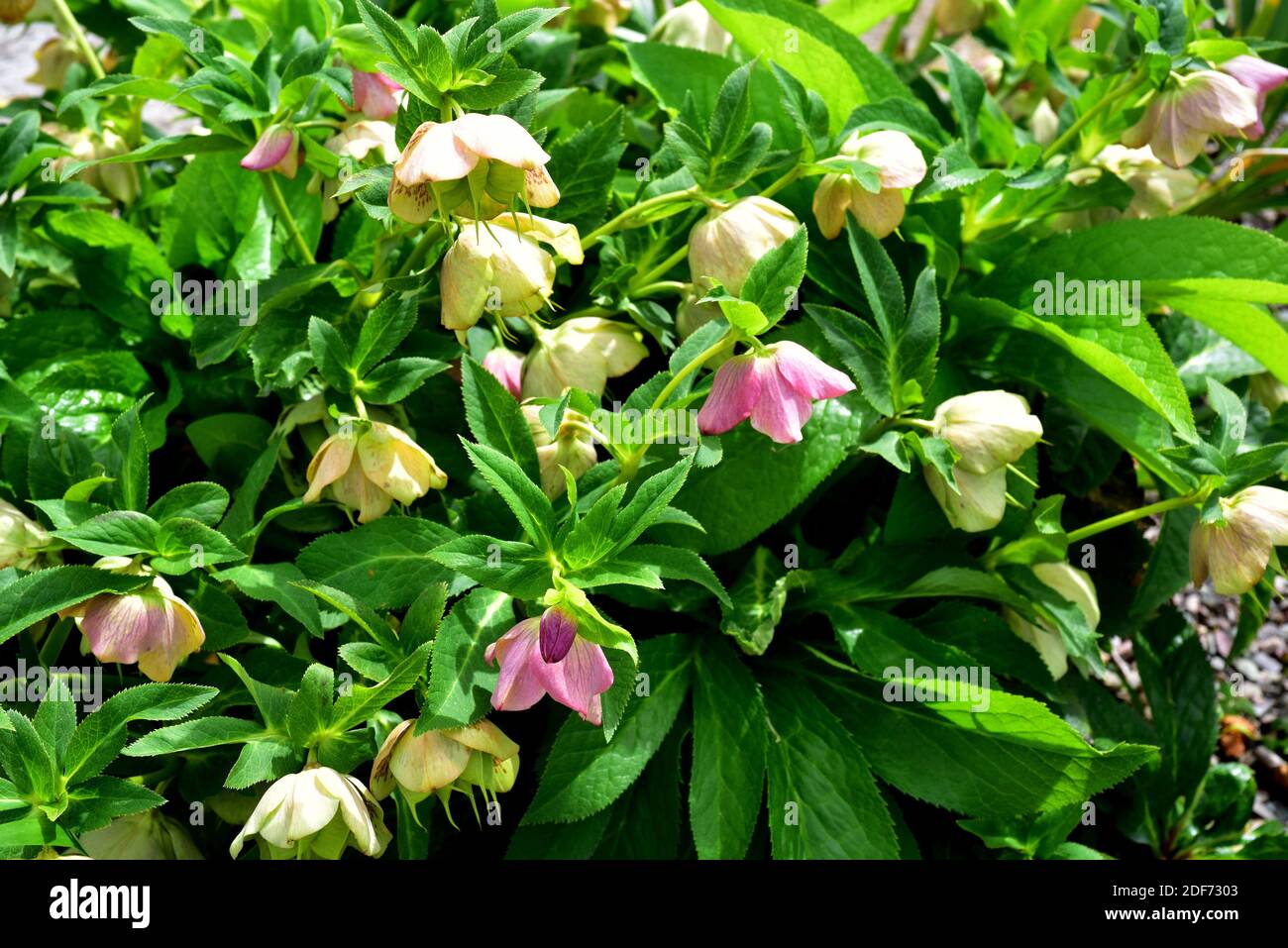 Lenten rose (Helleborus orientalis) is an ornamental perennial herb native to Greece and Turkey