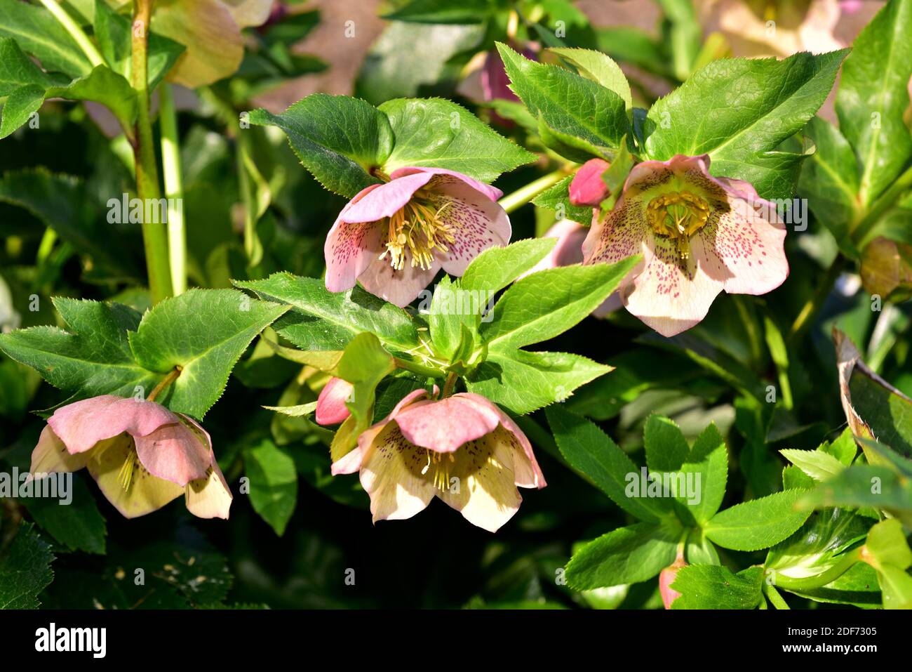 Lenten rose (Helleborus orientalis) is an ornamental perennial herb native to Greece and Turkey