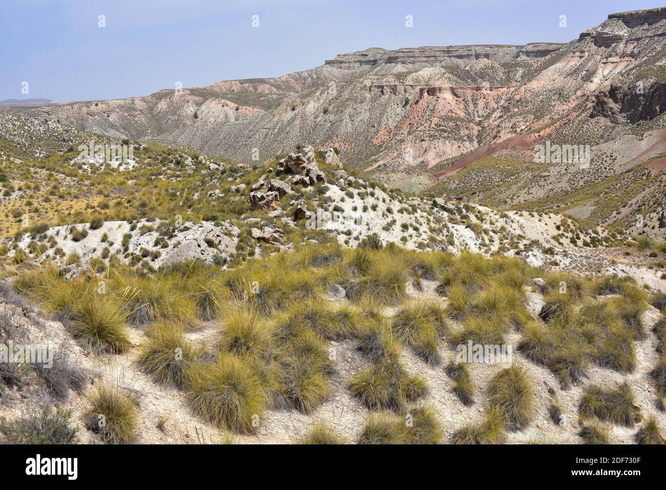 Esparto or esparto grass (Stipa tenacissima) is a perennial herb
