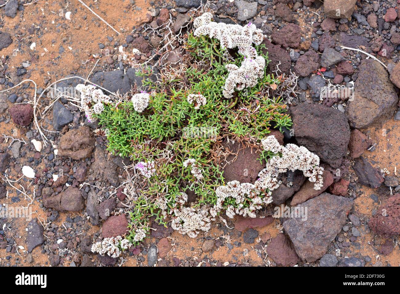 Siempreviva zigzag (Limonium papillatum) is a prostrate subshrub endemic to Macaronesia. This photo correspond to the subspecies papillatum exclusive Stock Photo