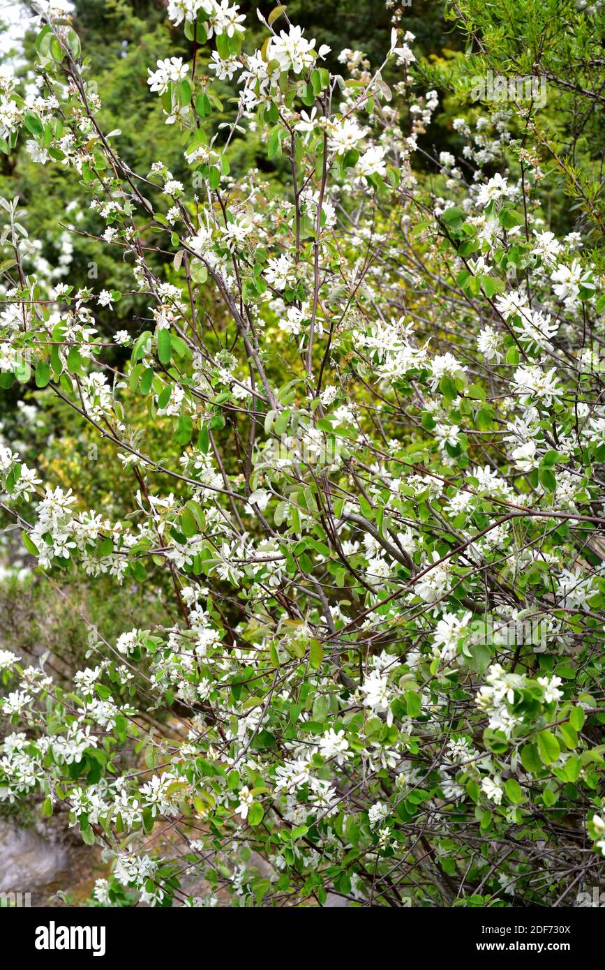 Amelanchier snowy mespilus hires stock photography and images Alamy