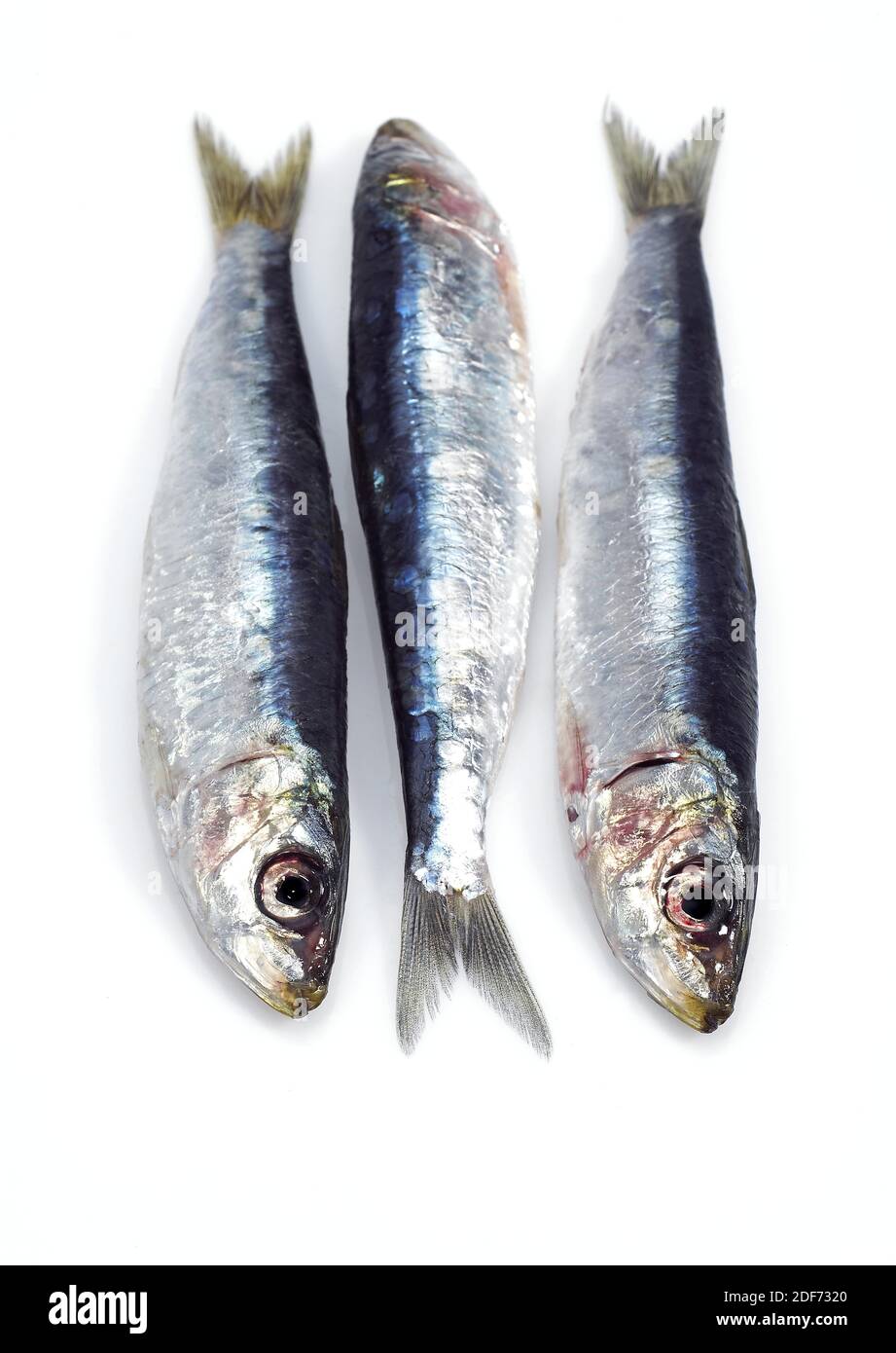 Sardina sardina pilchardus Cut Out Stock Images & Pictures