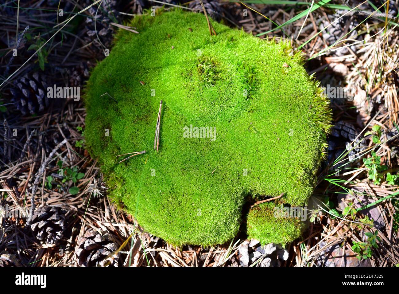 Cushion Moss (Leucobryum Glaucum)