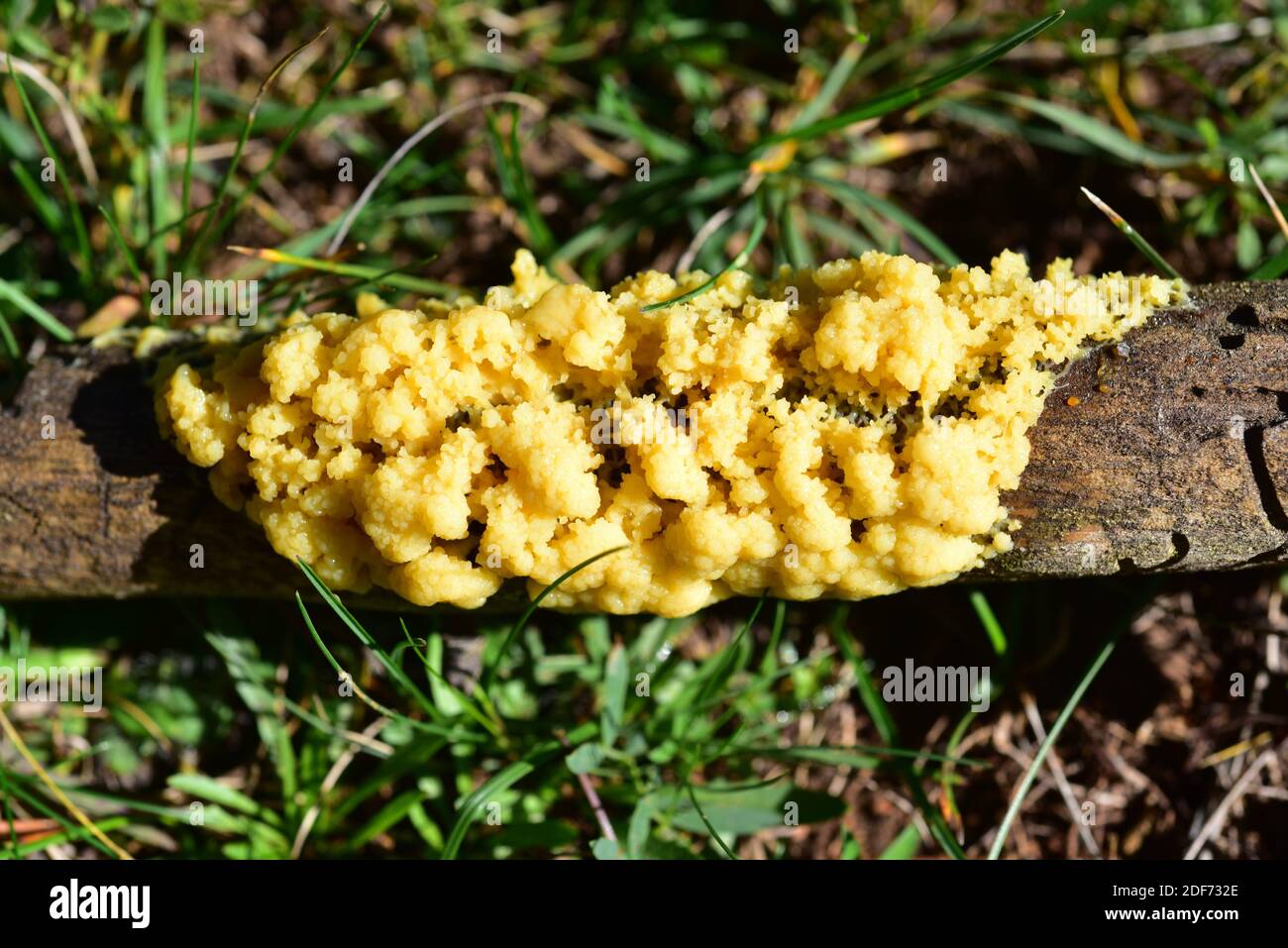 Leocarpus fragilis is a slime mold (Myxomycetes or Myxogastria). This photo was taken near Mosqueruela, Teruel province, Aragon, Spain. Stock Photo