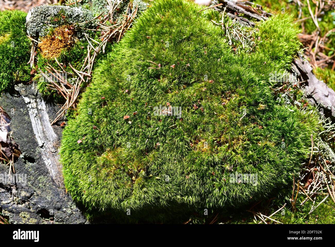 Pincushion moss (Leucobryum glaucum) is a cushion moss native to Europe