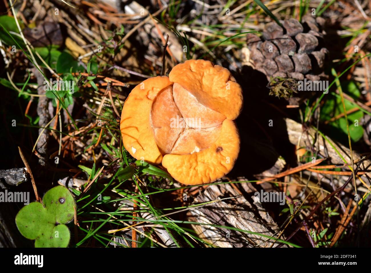 Club coral (Clavariadelphus truncatus) is an edible mushroom that grows on coniferous forests. This photo was taken near Mosqueruela, Teruel Stock Photo