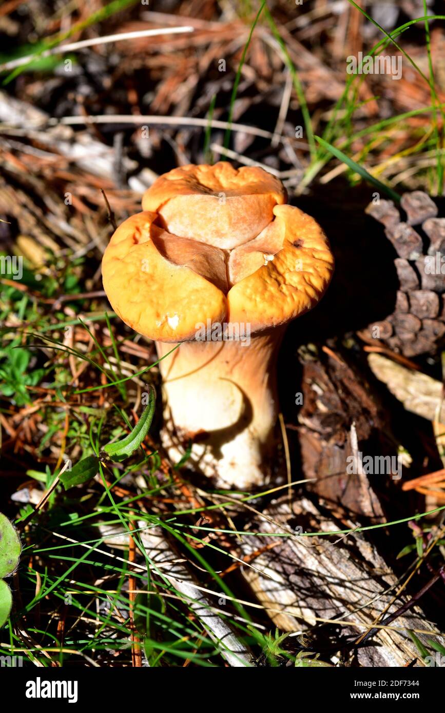 Club coral (Clavariadelphus truncatus) is an edible mushroom that grows on coniferous forests. This photo was taken near Mosqueruela, Teruel Stock Photo