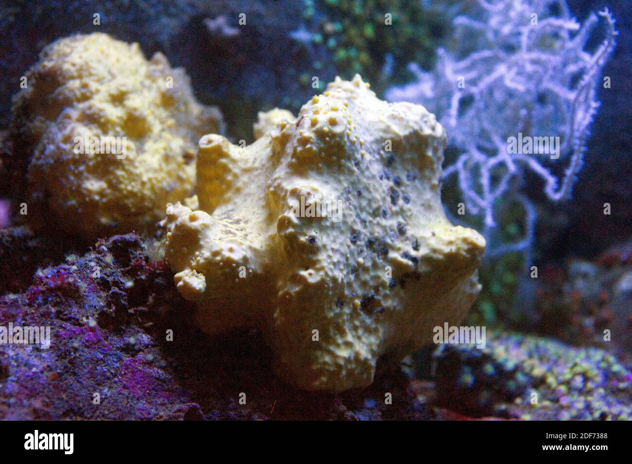 Cliona celata is a sea sponge in the class Demospongiae. Stock Photo