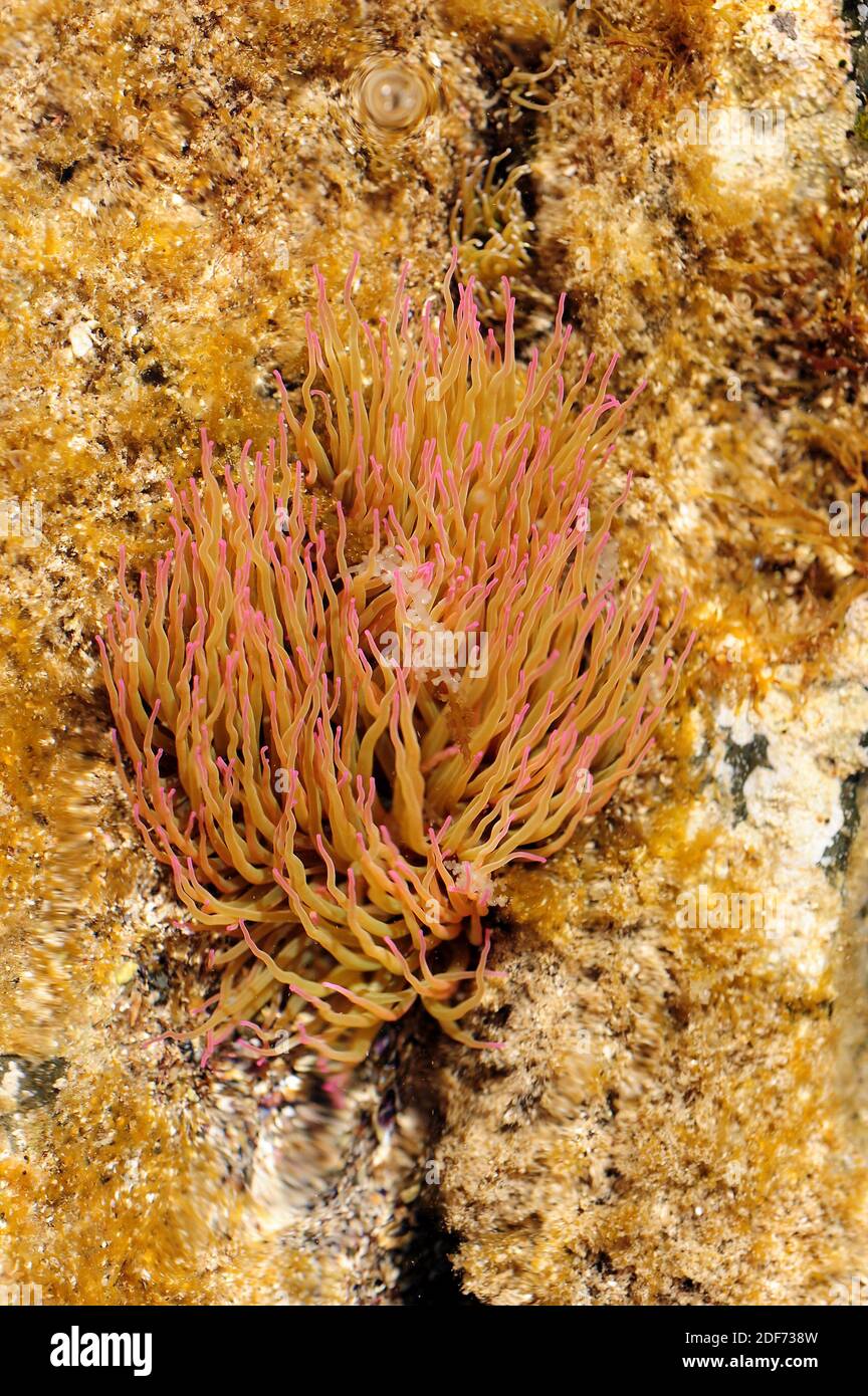 Common or Mediterranean sea anemone (Anemonia sulcata) has about 200 stinging tentacles to defend and capture their prey. This photo was taken in Cap Stock Photo