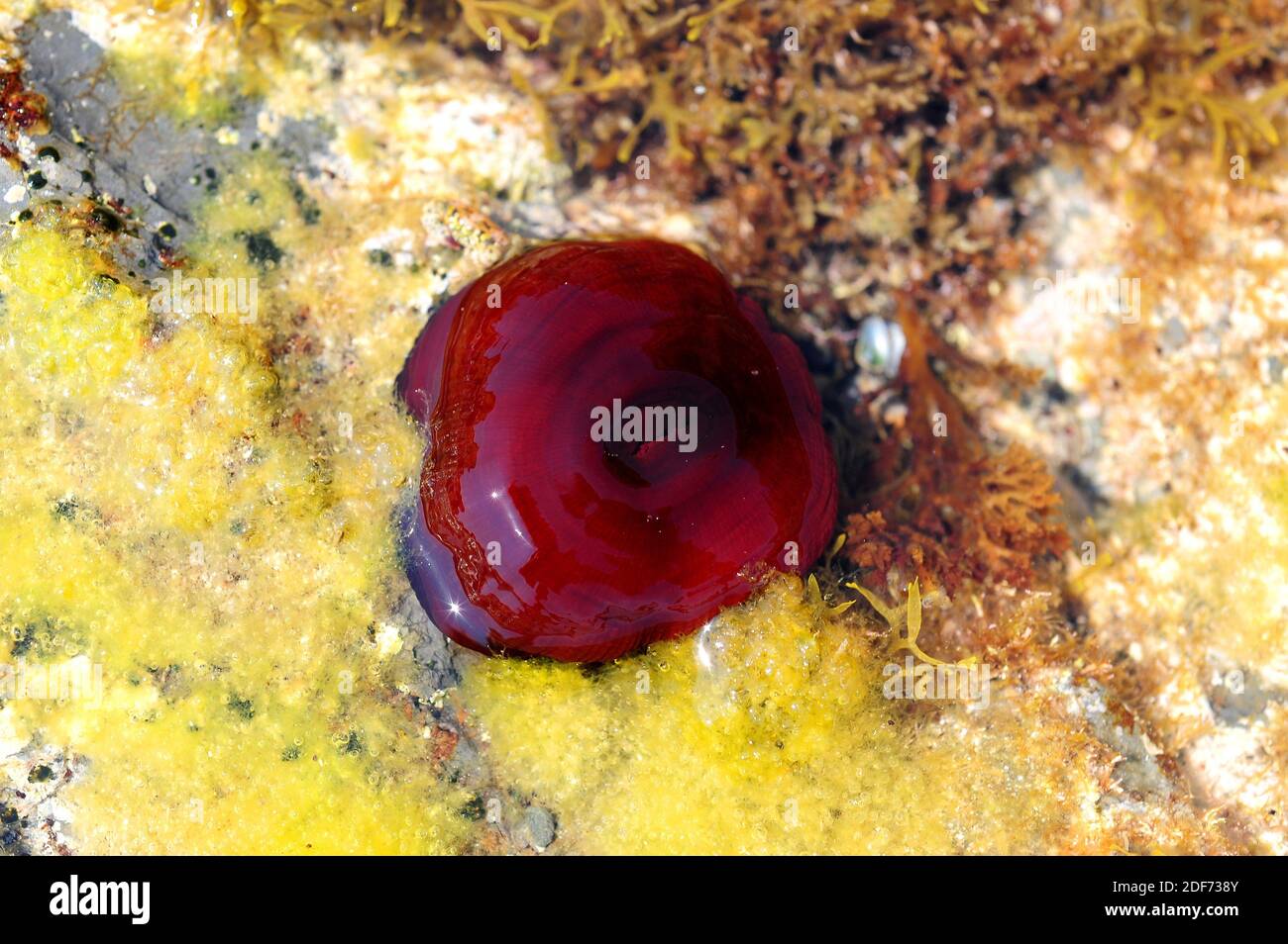 Beadlet anemone (Actinia equina) is a viviparous sea anemone found on rocky shores around coasts of western Europe and Africa and Mediterranean Sea. Stock Photo