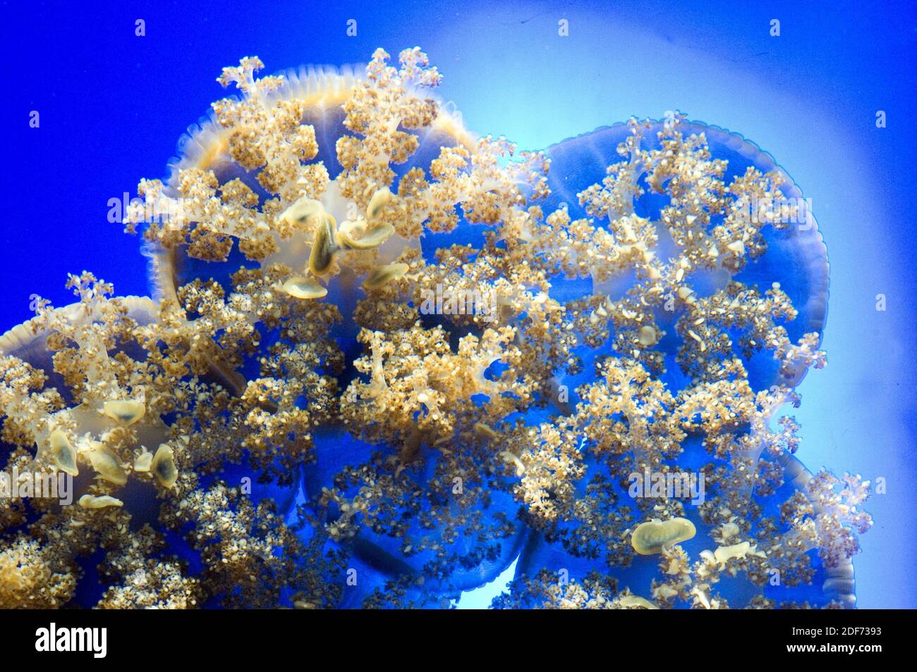 Upside-down jellyfish (Cassiopea andromeda) in bottom view. Stock Photo