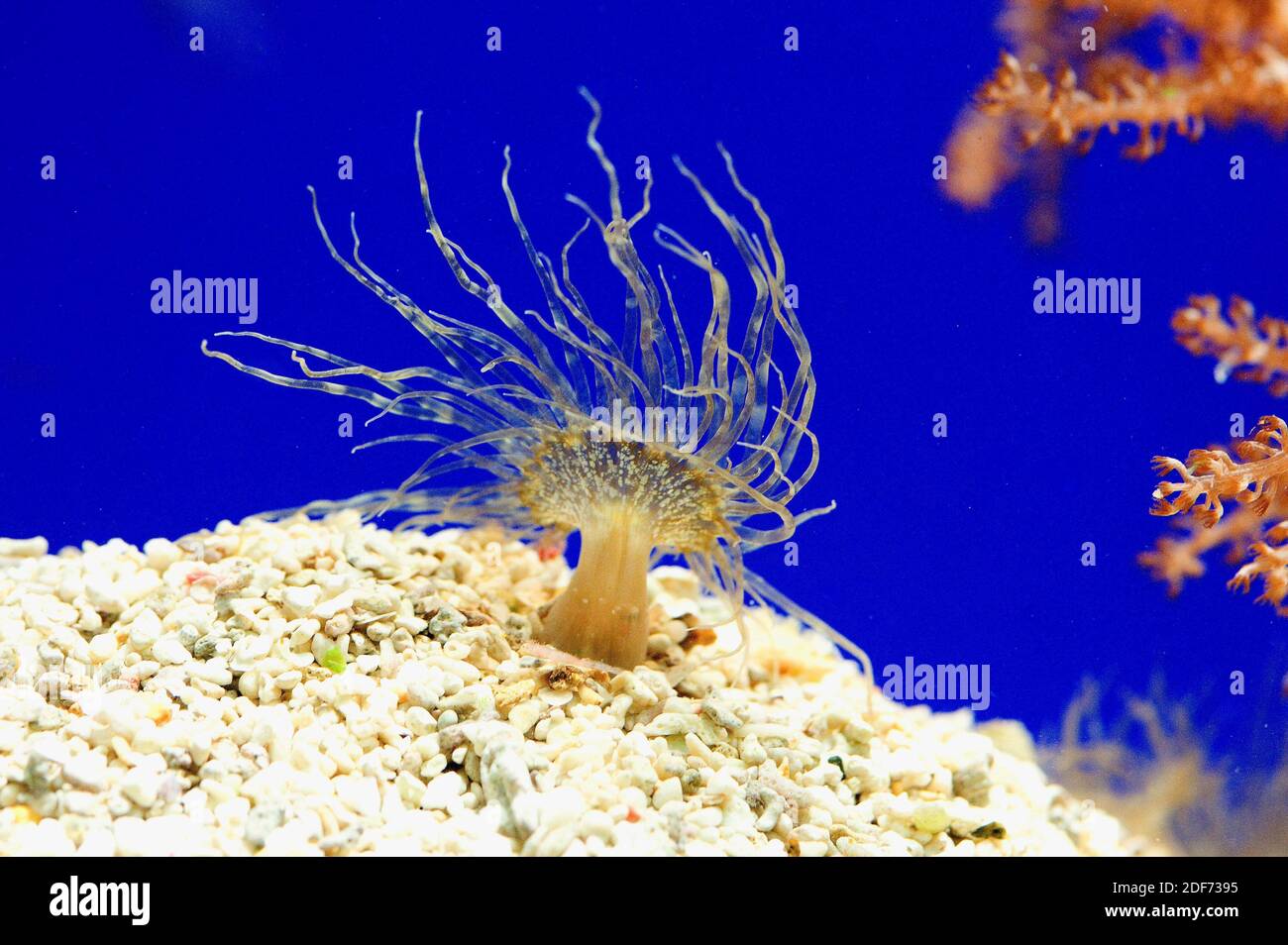 Aiptasia mutabilis is a sea anemone that contains symbiotic algae. Cnidaria. Anthozoa. This photo was taken in captivity. Stock Photo