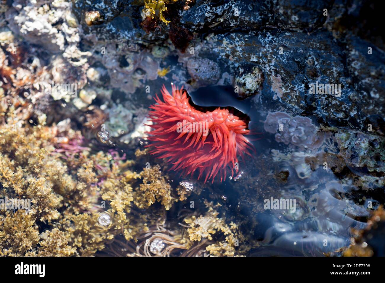 Beadlet anemone (Actinia equina) with the stinging tentacles extended. This photo was taken in Cap de Creus, Girona province, Catalonia, Spain. Stock Photo