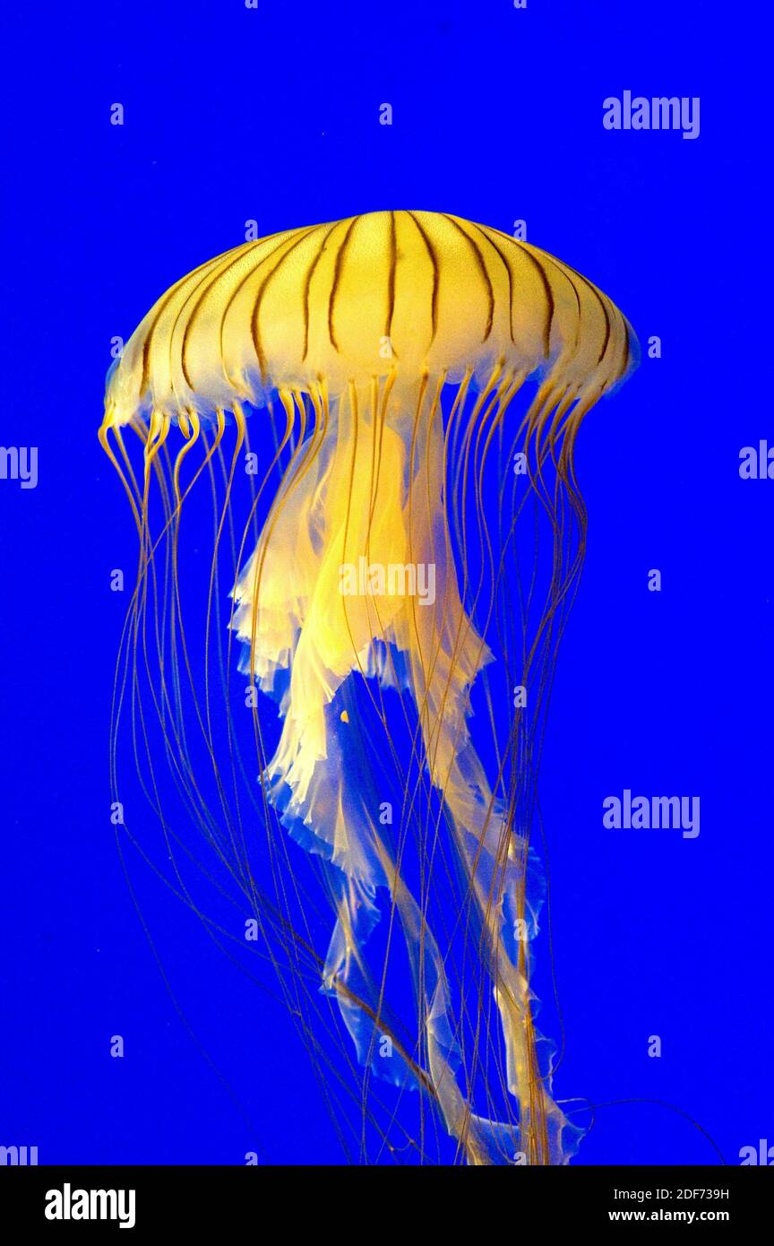 Brown jellyfish or northern sea nettle (Chrysaora melanaster). Stock Photo