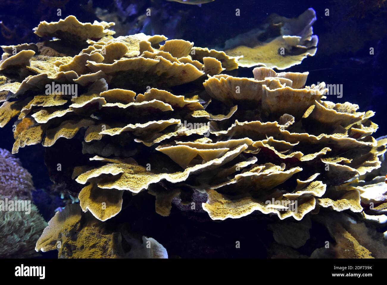 Echinopora lamellosa is a stony coral. Stock Photo