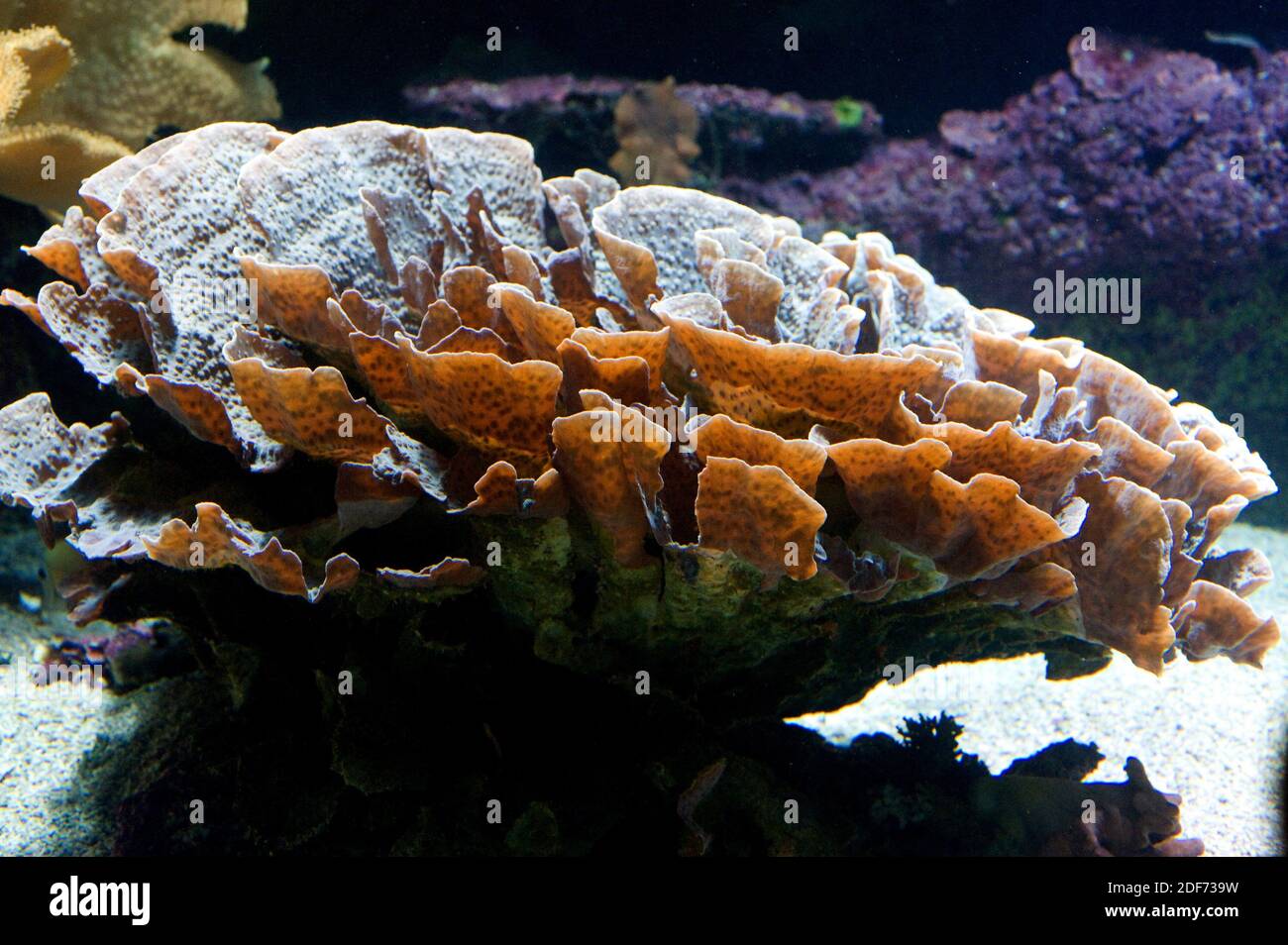 Echinopora lamellosa is a stony coral. Stock Photo