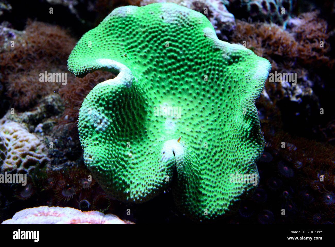 Montipora sp. is a genus of stony corals. Stock Photo