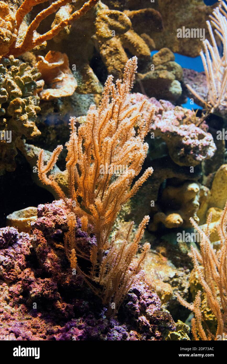 Eunicea sp. is a genus of gorgonian corals. Stock Photo