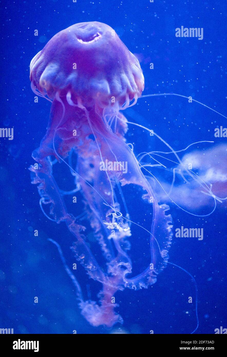 Black jellyfish or black sea nettle (Chrysaora achlyos) is a