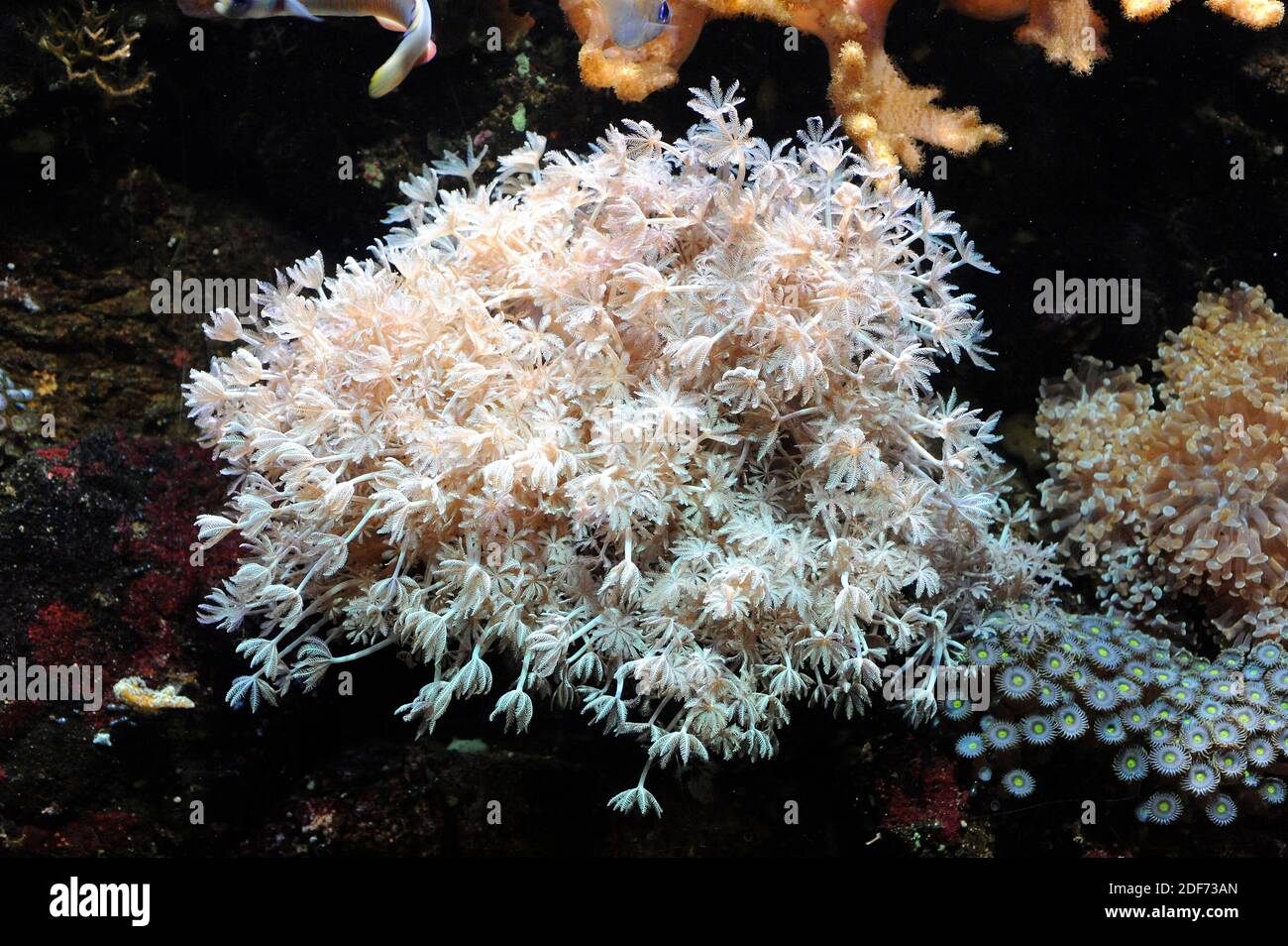 Invertebrate coral polyps hi-res stock photography and images - Alamy