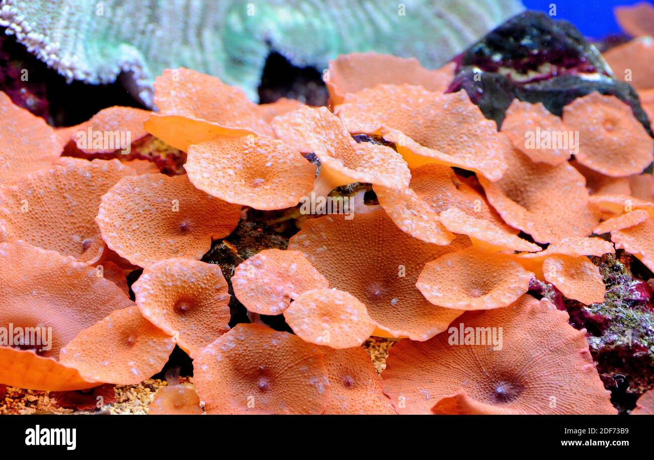 Disc anemone or mushroom anemone (Discosoma sp. or Actinodiscus sp. ) are soft corals formed by individuals polyps that grow in colonies. Stock Photo