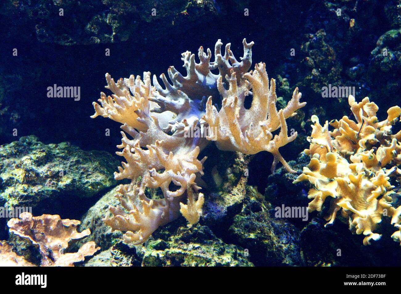 Finger leather coral (Sinularia flexibilis) is a soft coral. Stock Photo