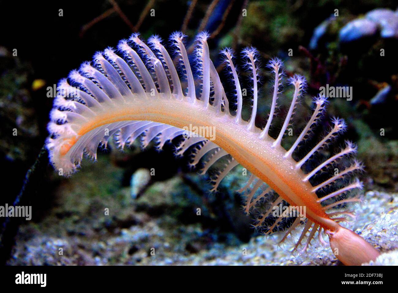 Sea pen hi-res stock photography and images - Alamy Sea pen hi-res stock photography and images - Alamy