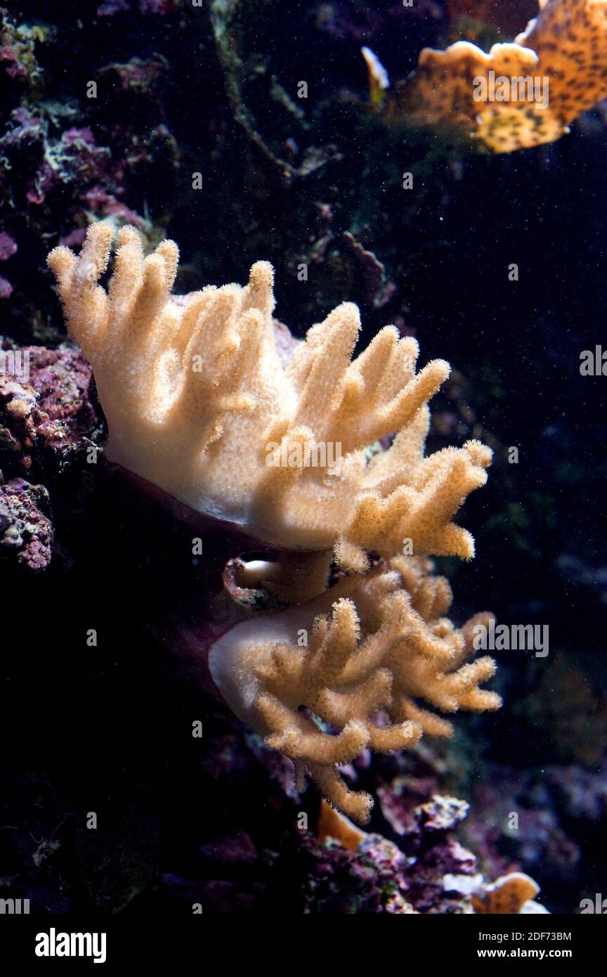 Toadstool leather coral or toadstool mushroom coral (Sarcophyton sp. ). Stock Photo