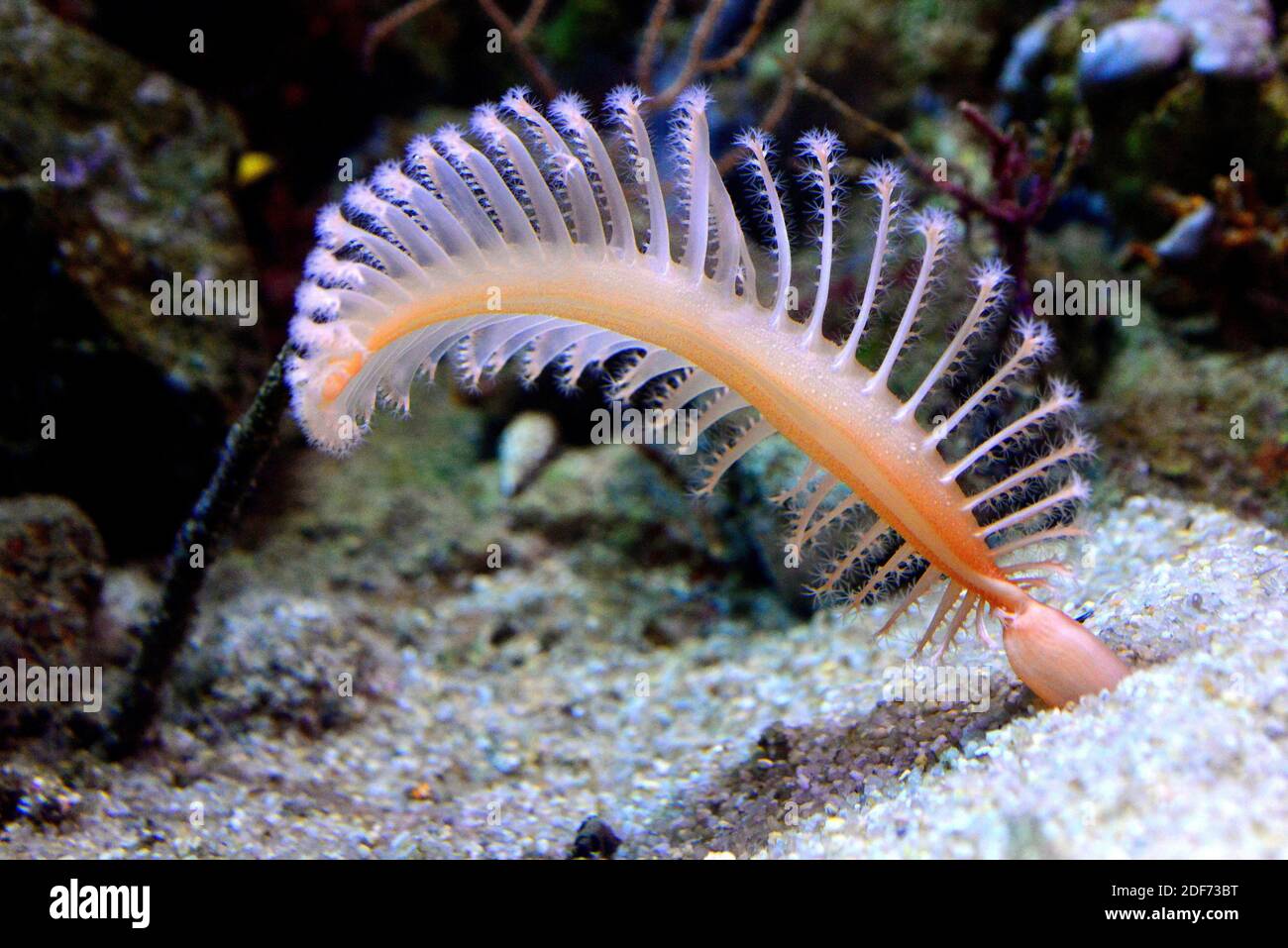 Sea pen (Pennatula phosphorea) is a colonial soft coral. Stock Photo