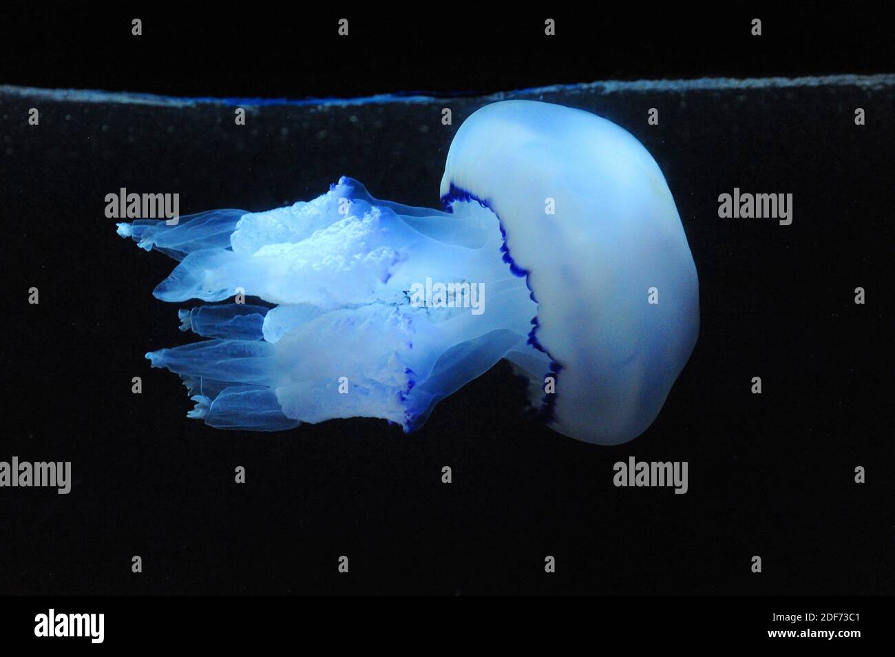 Barrel jellyfish (Rhizostoma pulmo). Stock Photo
