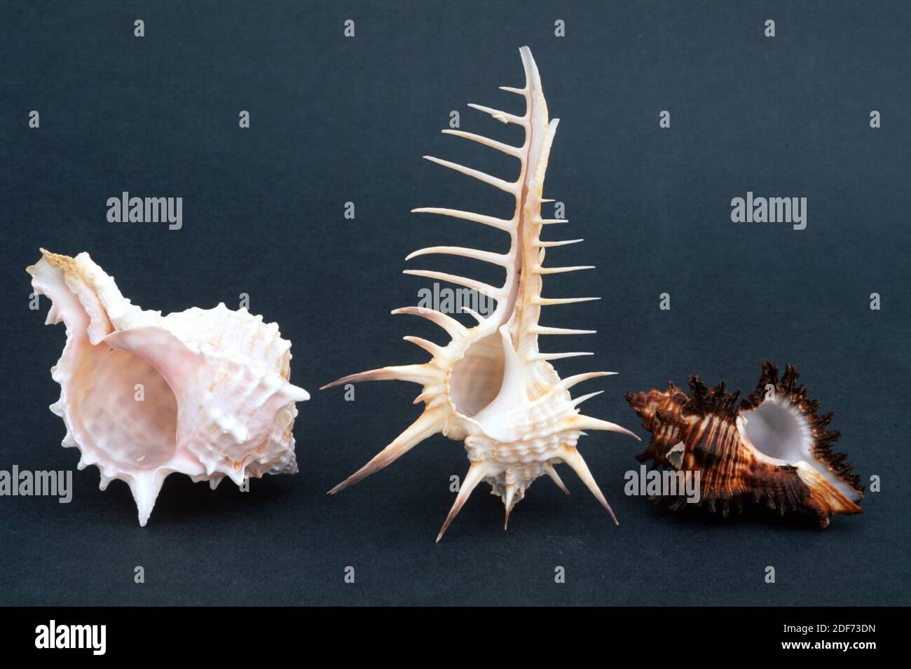 Three species of rock snails shells. From left to right Murex bicolor