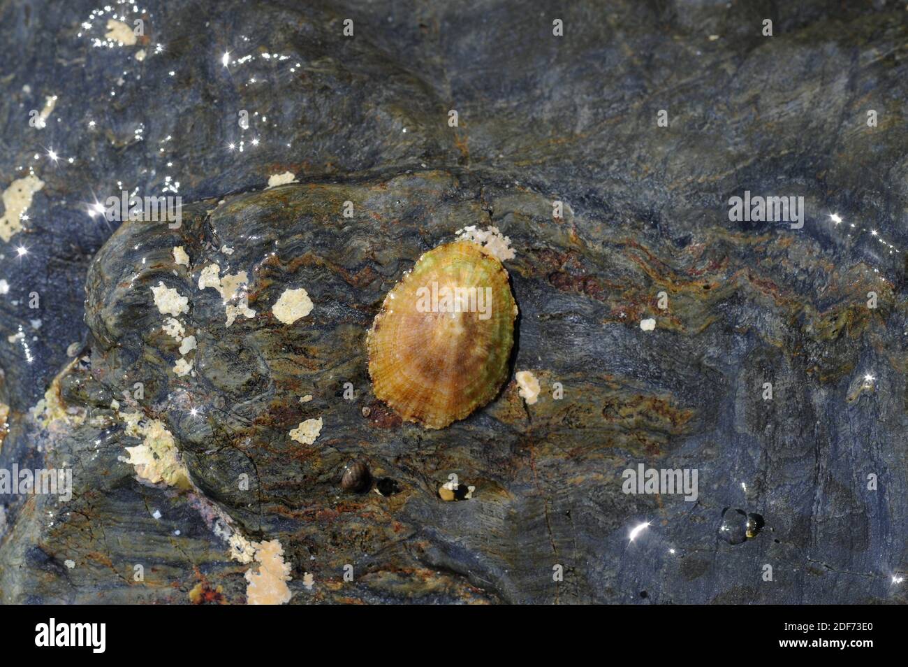 Mediterranean limpet (Patella coerulea) is a marine mollusk. This photo was taken in Cap Ras, Girona province, Catalonia, Spain. Stock Photo