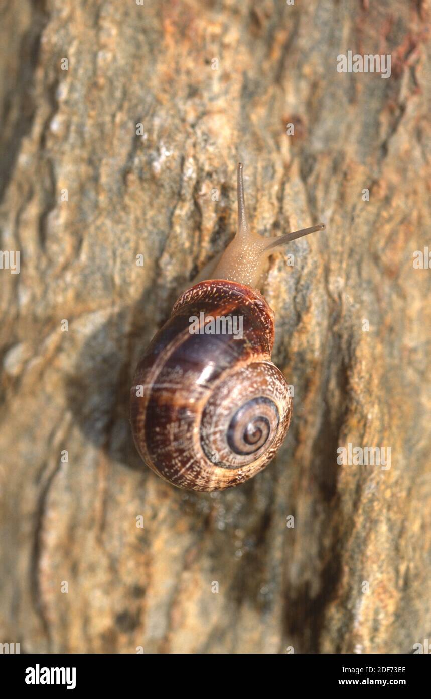Spanish snail or cabrilla (Otala punctata) is an edible snail endemic