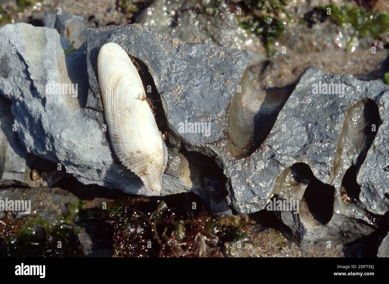 Perforated limestone rock by activity of common piddock (Pholas dactylus). This photo was taken in Saint Jean de luz coast, France. Stock Photo